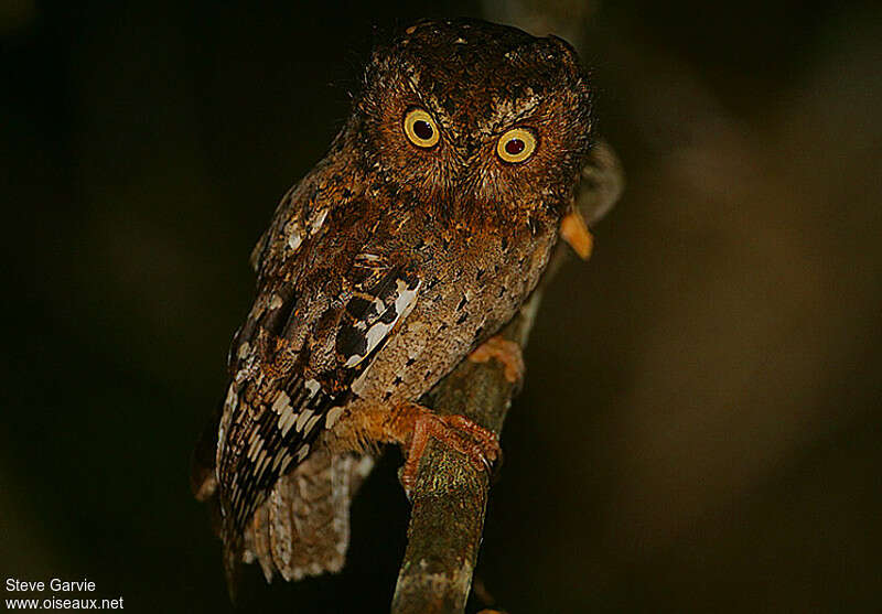 Sokoke Scops Owladult, identification