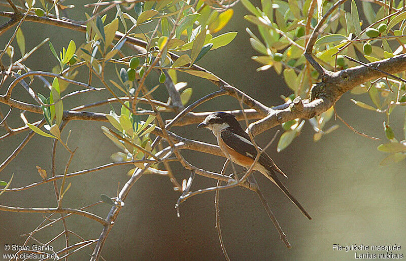 Masked Shrike male adult breeding