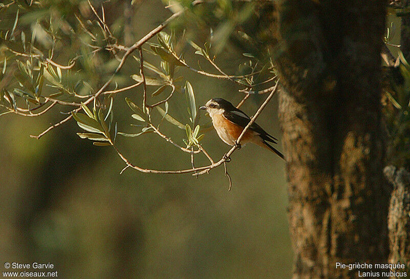 Masked Shrike male adult breeding