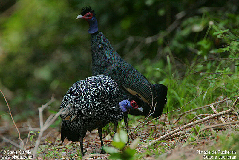 Eastern Crested Guineafowl adult breeding