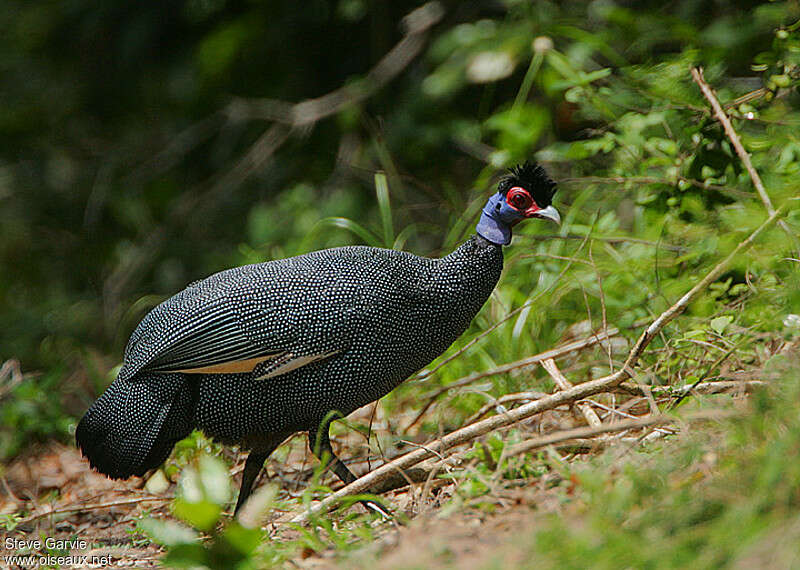 Pintade de Pucheranadulte nuptial, identification