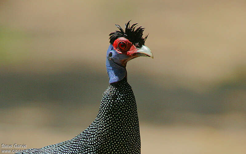 Eastern Crested Guineafowladult breeding, close-up portrait