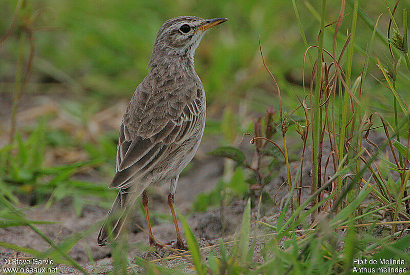 Pipit de Melindaadulte nuptial