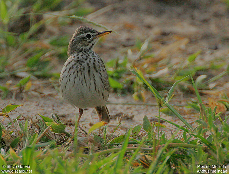 Malindi Pipitadult breeding