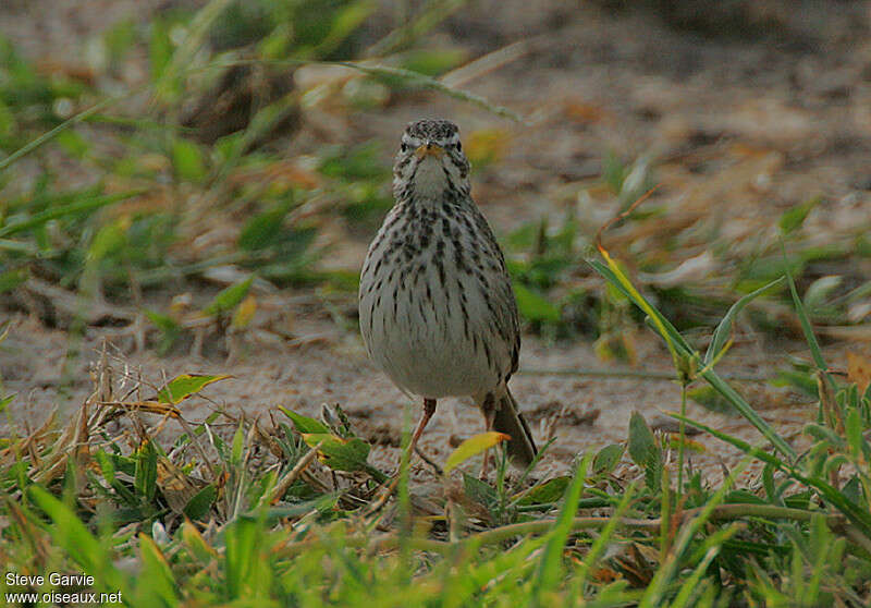 Pipit de Melindaadulte nuptial, habitat, pigmentation