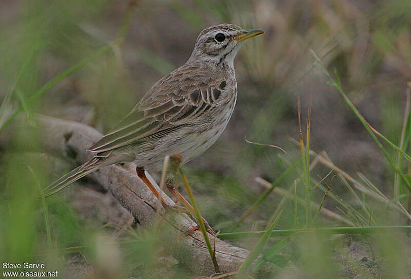 Pipit de Melinda, identification