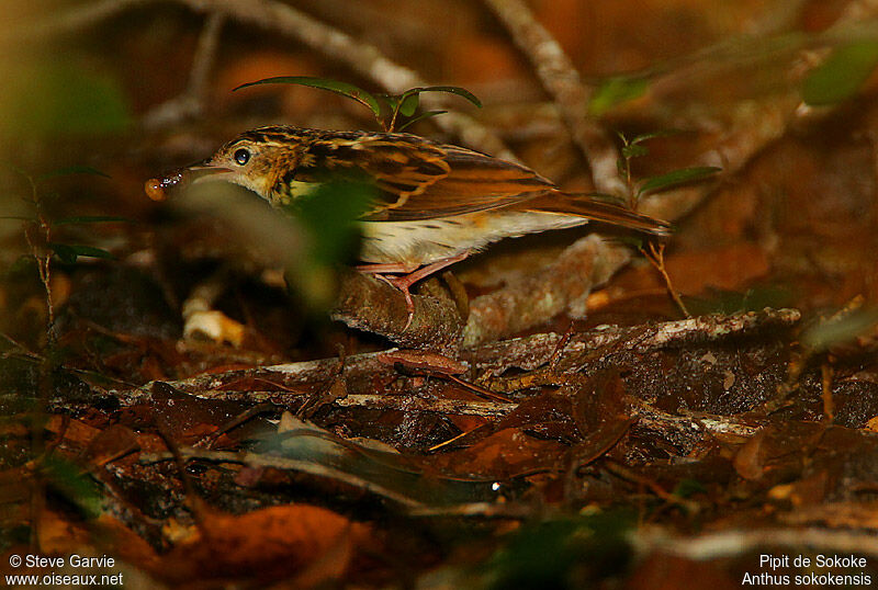 Pipit de Sokokeadulte