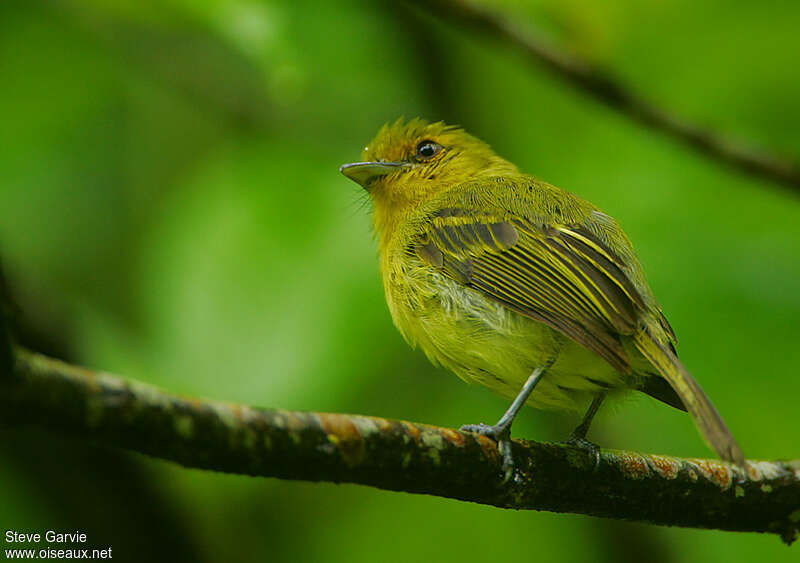 Ochre-lored Flatbilladult breeding, identification