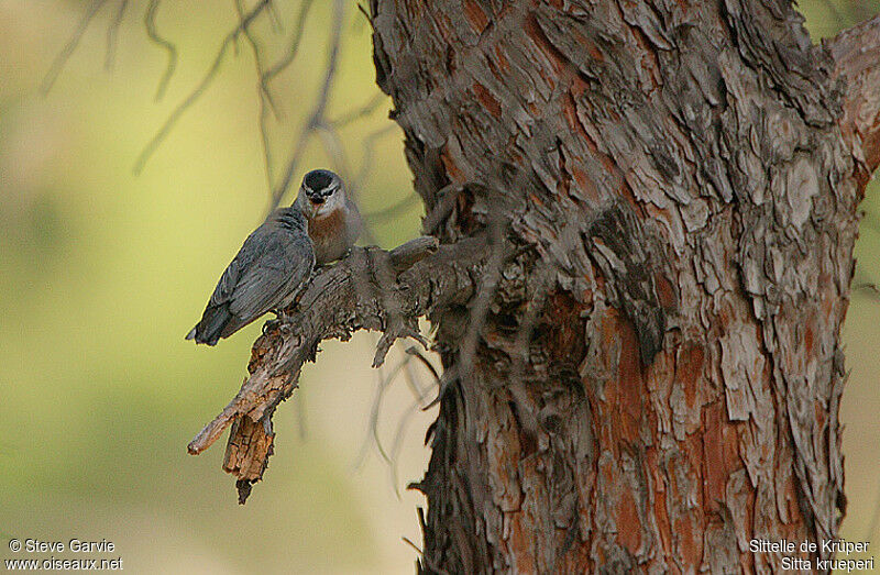 Krüper's NuthatchFirst year