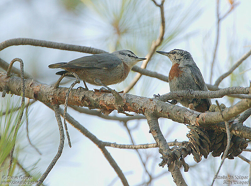 Krüper's Nuthatchadult post breeding