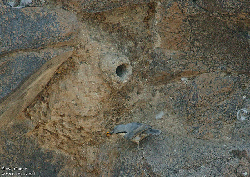 Western Rock Nuthatchadult breeding, habitat, Reproduction-nesting