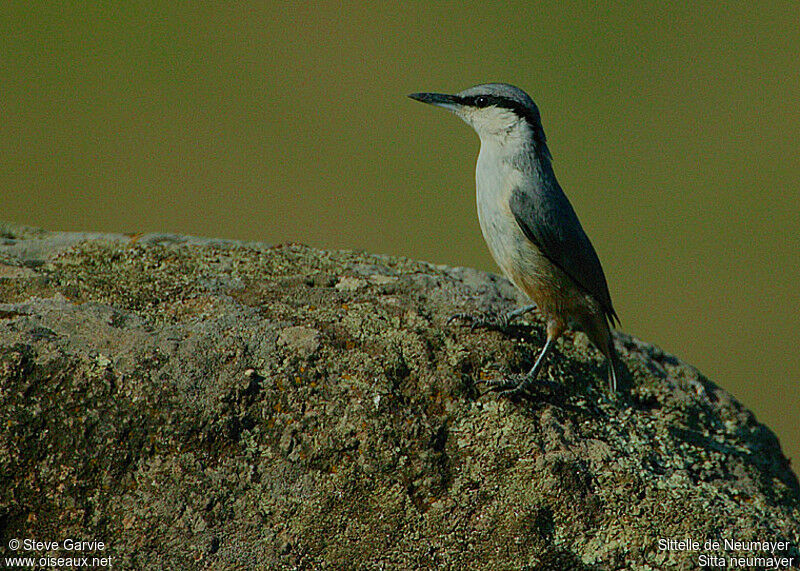 Western Rock Nuthatchadult breeding