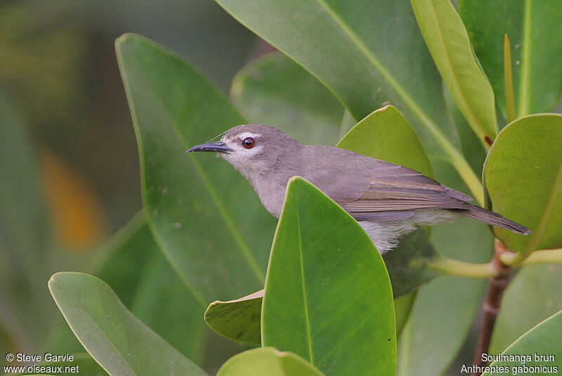 Mangrove Sunbirdadult breeding