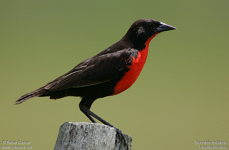 Red-breasted Meadowlark male adult post breeding