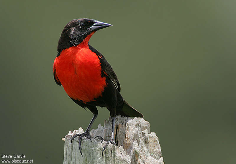 Red-breasted Meadowlark male adult breeding, close-up portrait, Behaviour