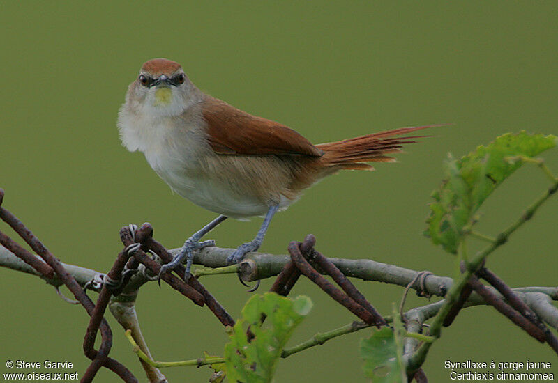 Yellow-chinned Spinetailadult breeding