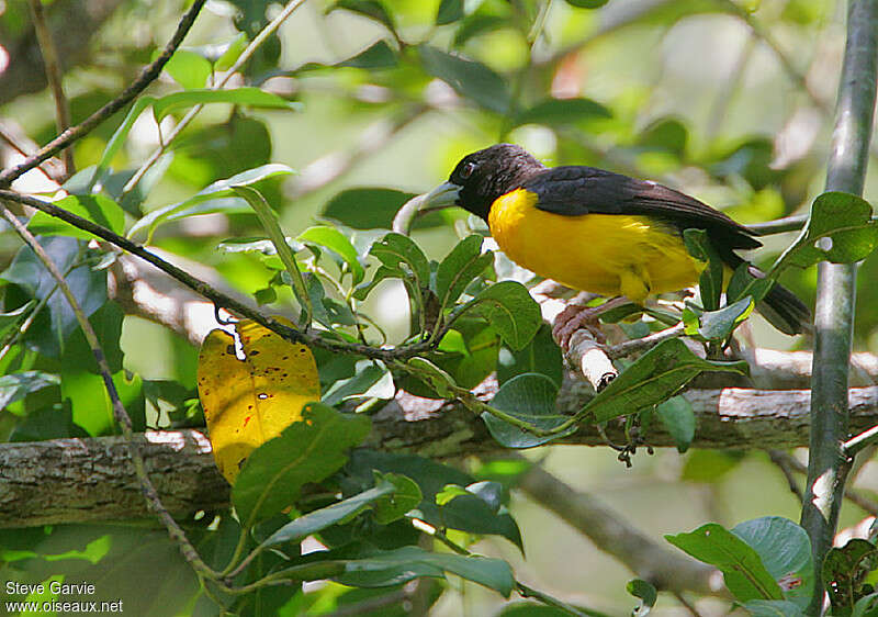 Tisserin bicoloreadulte nuptial, habitat, pigmentation