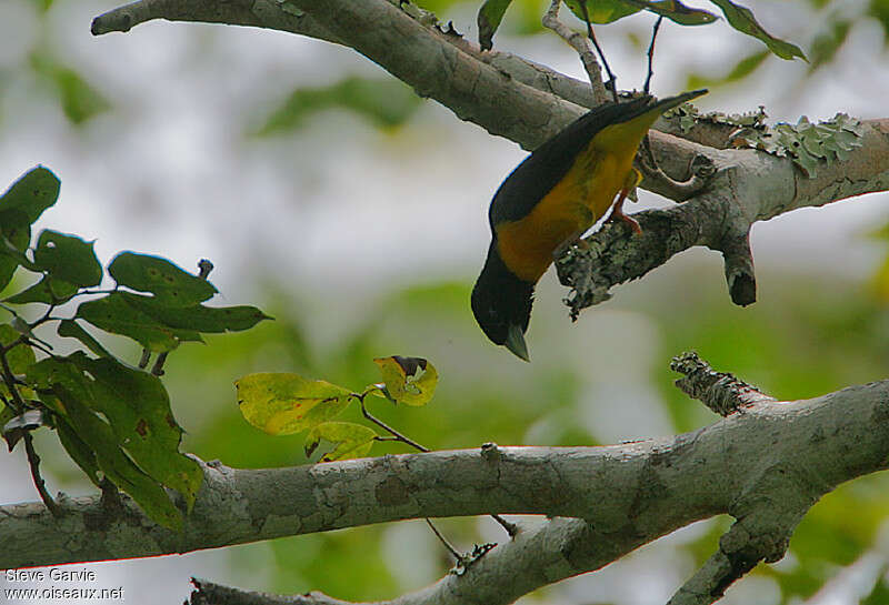 Tisserin bicoloreadulte nuptial, habitat, Comportement