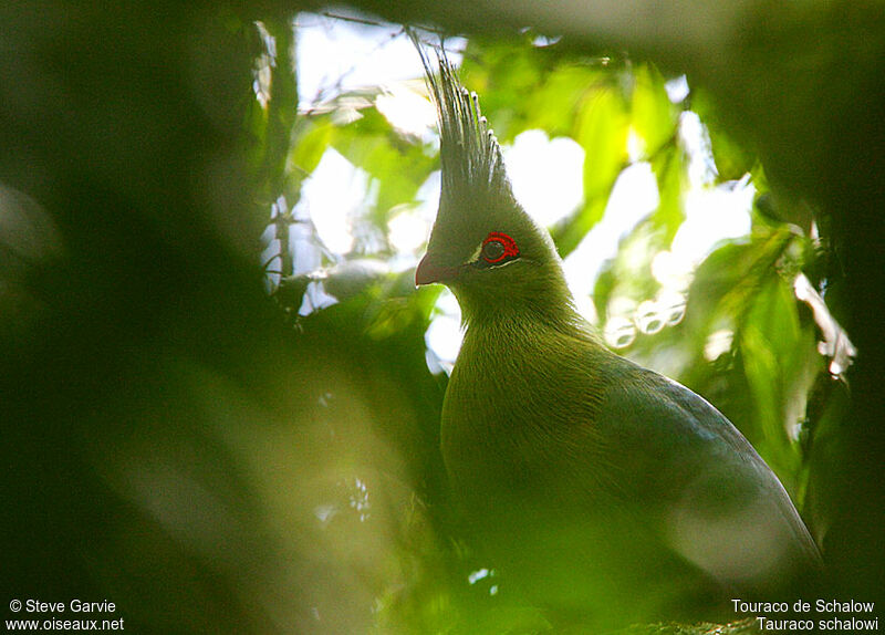 Schalow's Turaco male adult breeding