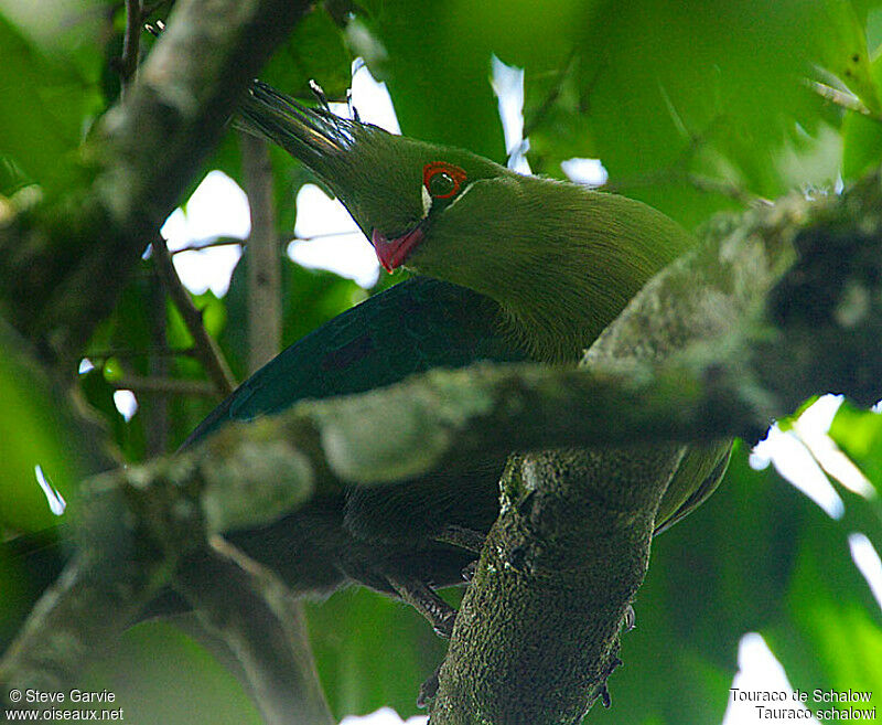 Schalow's Turaco male adult breeding