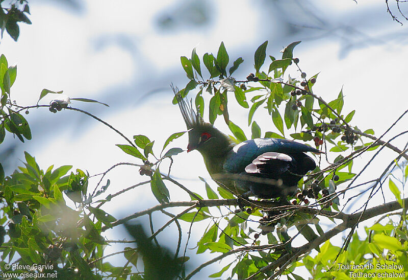 Schalow's Turaco male adult breeding