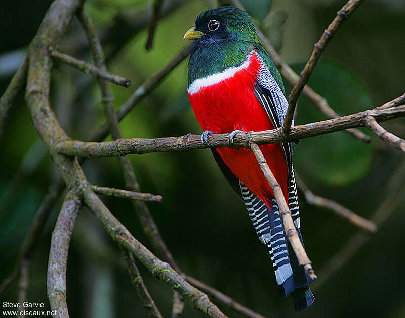 Trogon rosalba mâle adulte nuptial, identification