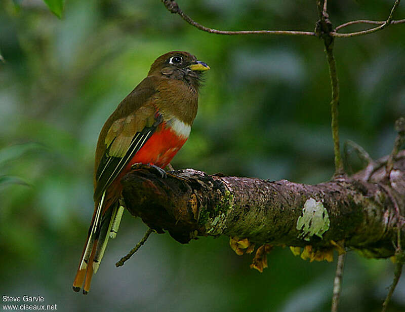 Collared Trogon female adult breeding, identification