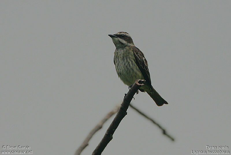 Piratic Flycatcheradult breeding