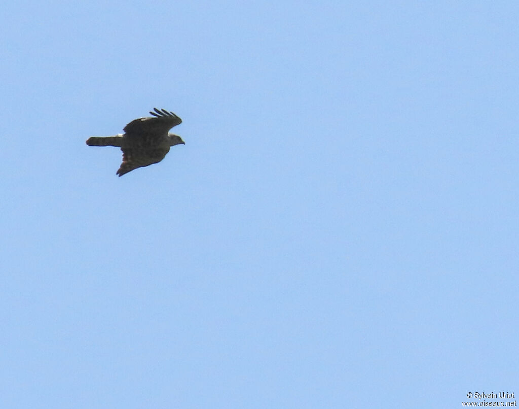 Ayres's Hawk-Eaglesubadult
