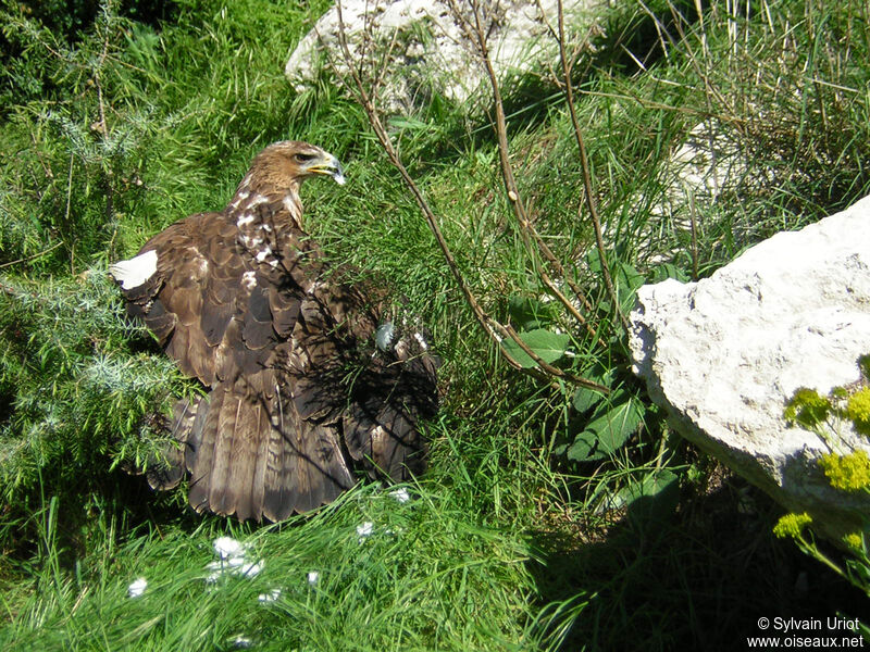 Bonelli's Eaglesubadult