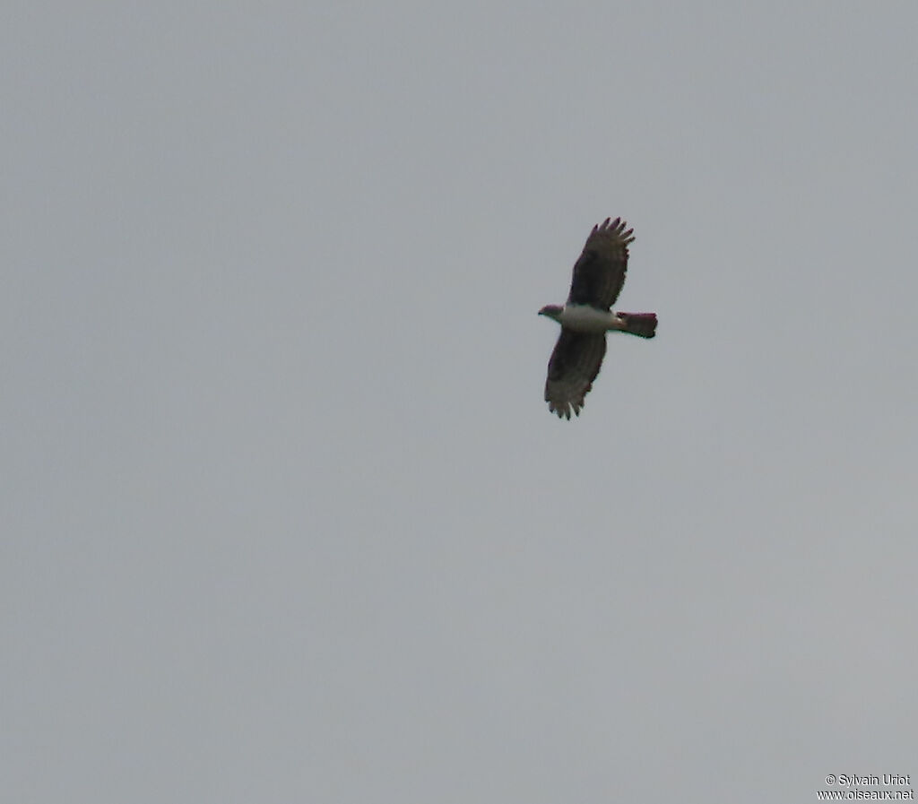 Aigle de Cassinadulte