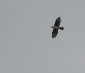 Aigle de Cassin