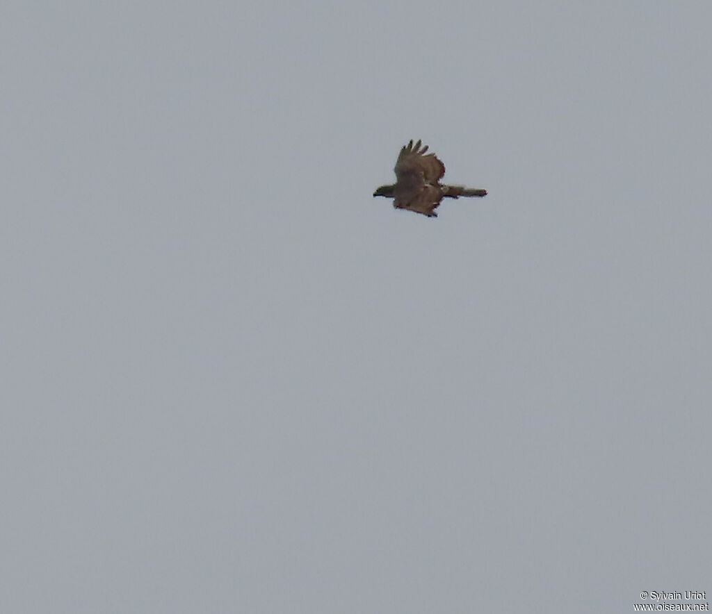 Aigle de Cassinadulte