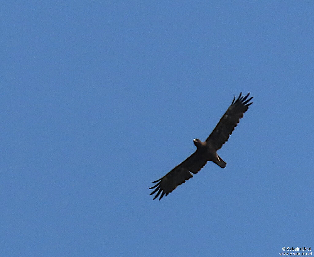 Aigle de Wahlbergadulte