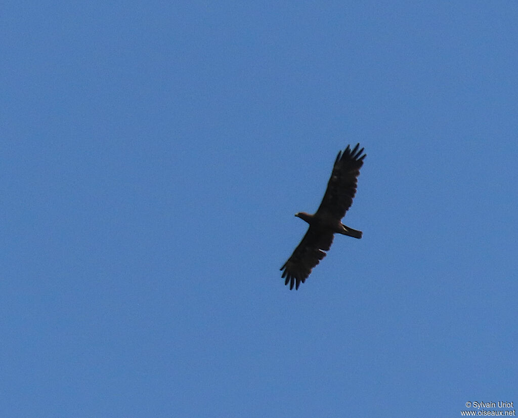 Aigle de Wahlbergadulte
