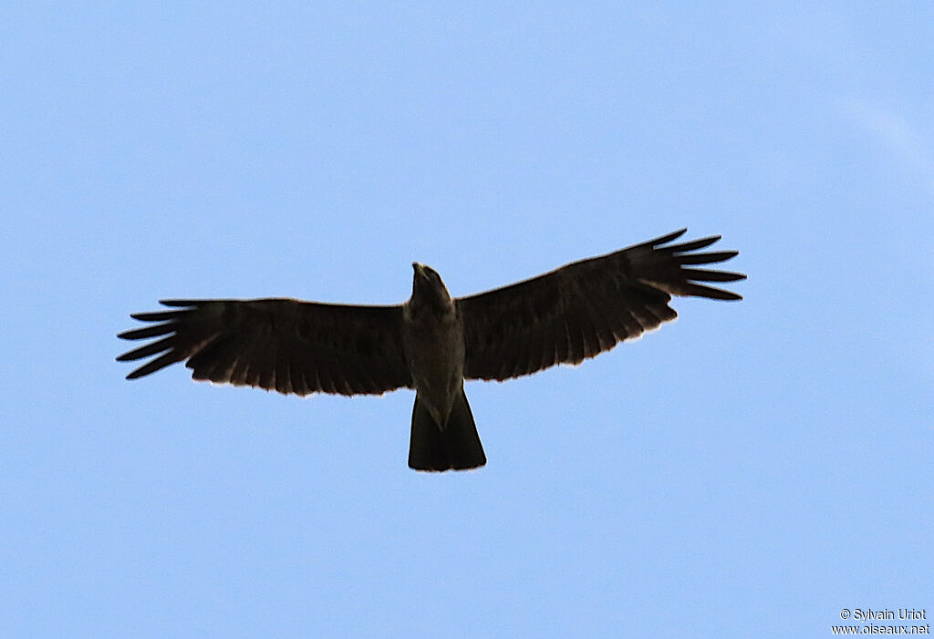 Wahlberg's Eagleadult