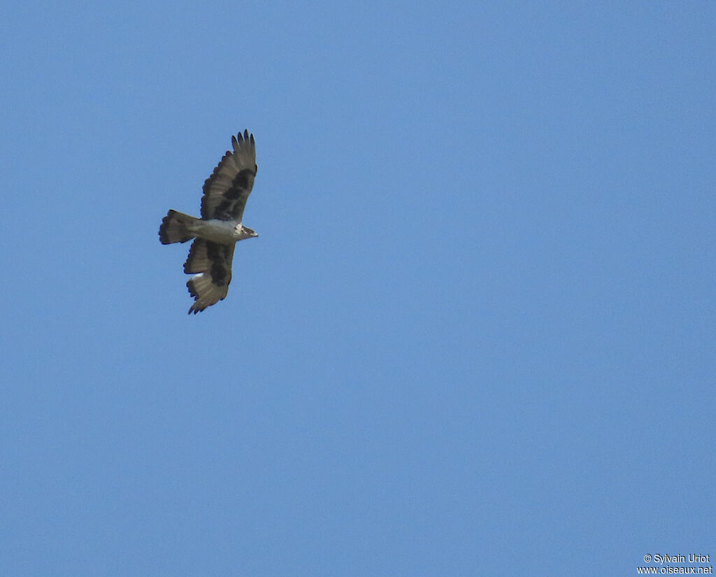 Aigle fasciéadulte