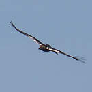 Aigle ibérique