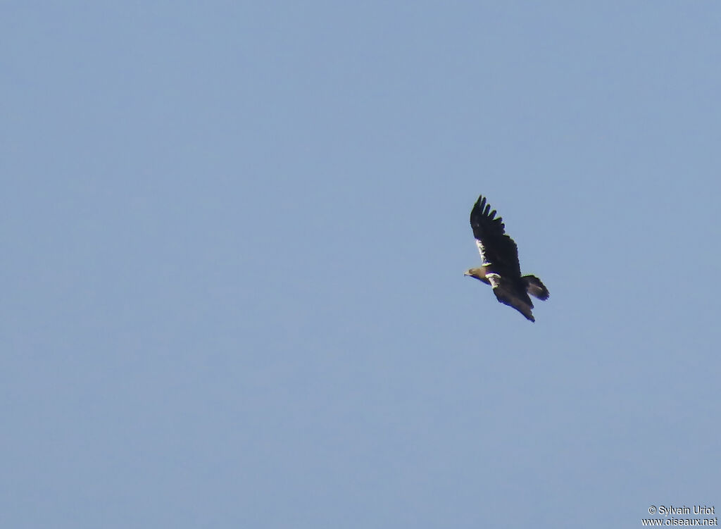 Aigle ibérique