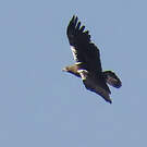 Aigle ibérique