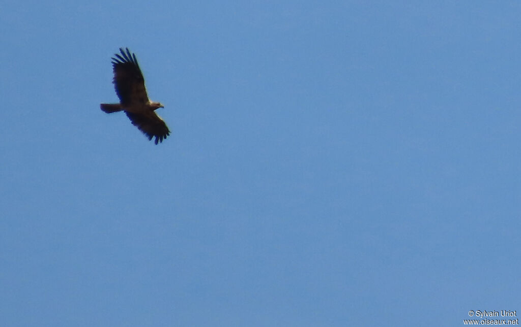 Aigle ibérique