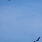 Aigle ibérique