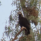 Aigle ibérique