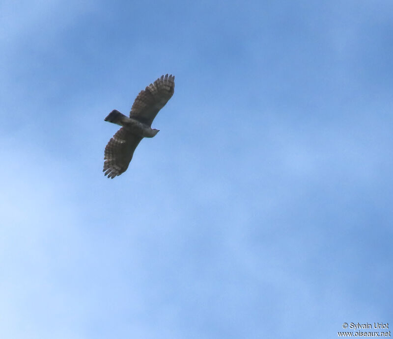 Ornate Hawk-Eaglejuvenile