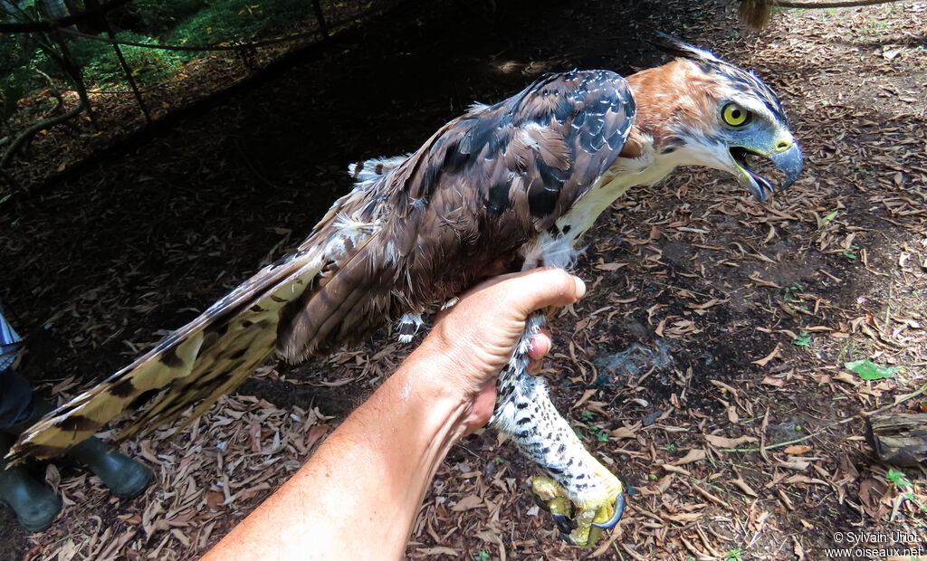 Aigle orné mâle adulte