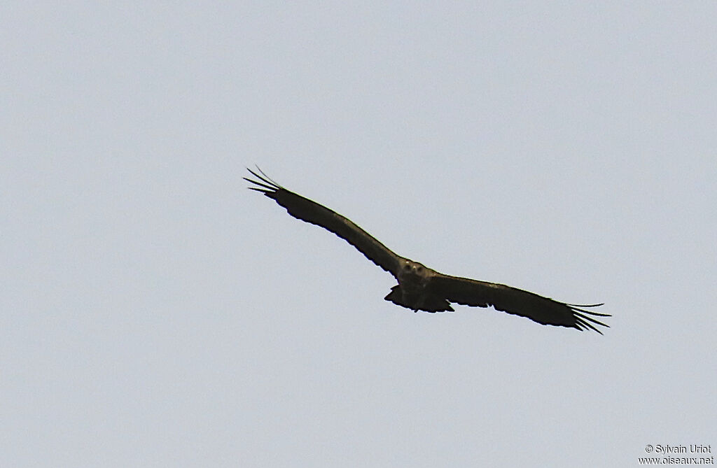 Aigle ravisseuradulte