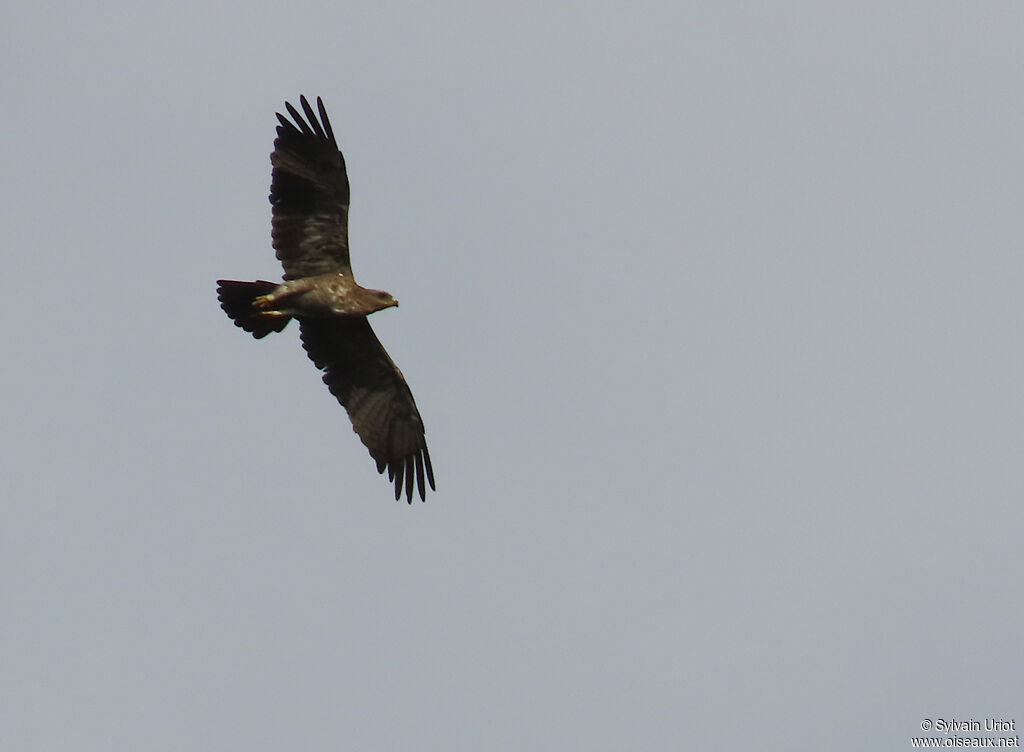 Aigle ravisseuradulte