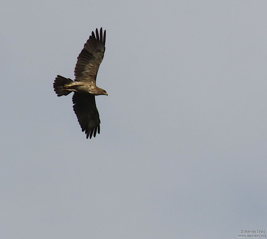 Aigle ravisseuradulte