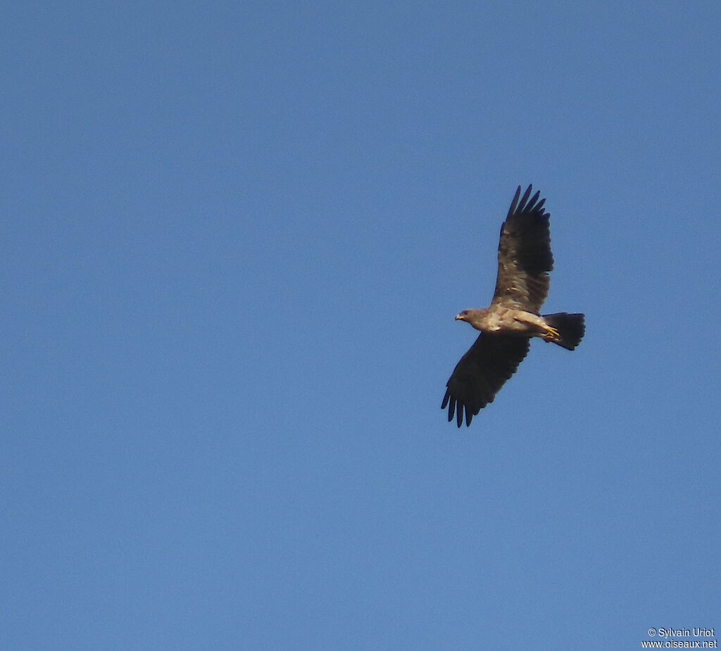 Aigle ravisseuradulte
