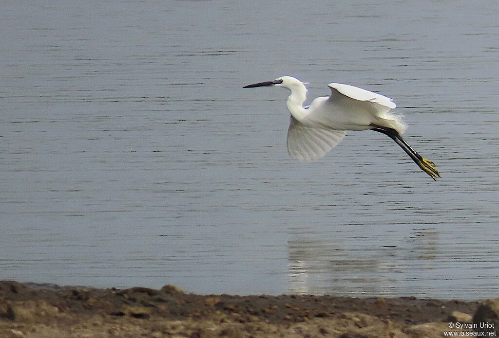 Aigrette garzetteadulte